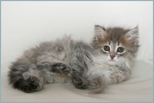 Female Siberian Kitten from Deedlebug Siberians